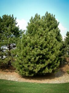 Сосна Чёрная (Pinus Nigra) купить по цене от 270.00р. в интернет-магазине «Посадика» с доставкой почтой в в Корочае и по всей России – [изображение №1].