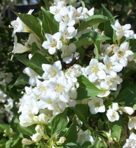 Вейгела цветущая “Бристол Сноуфлейк” купить по цене от 340.00р. в интернет-магазине «Посадика» с доставкой почтой в в Корочае и по всей России – [изображение №1].