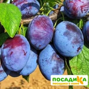 Слива Чачакская ранняя купить по цене от 229.00р. в интернет-магазине «Посадика» с доставкой почтой в в Корочае и по всей России – [изображение №1].