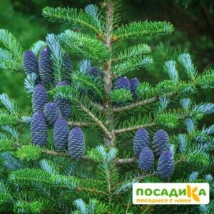 Пихта корейская (Abies koreana) купить по цене от 450.00р. в интернет-магазине «Посадика» с доставкой почтой в в Корочае и по всей России – [изображение №1].