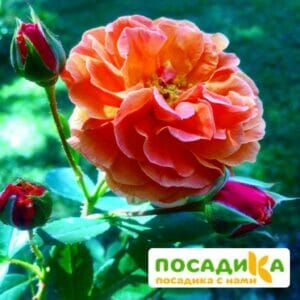 Роза Арабия купить по цене от 350.00р. в интернет-магазине «Посадика» с доставкой почтой в в Корочае и по всей России – [изображение №1].