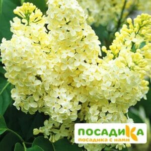 Сирень Примроуз (Primrose) купить по цене от 529.00р. в интернет-магазине «Посадика» с доставкой почтой в в Корочае и по всей России – [изображение №1].