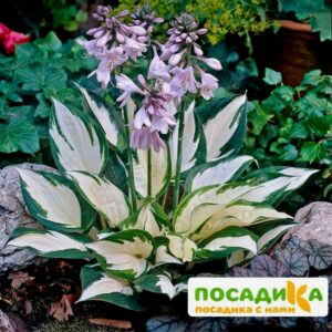 Хоста Файер энд Айс купить по цене от 385р. в интернет-магазине «Посадика» с доставкой почтой в в Корочае и по всей России – [изображение №1].