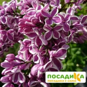 Сирень Сенсация купить по цене от 529.00р. в интернет-магазине «Посадика» с доставкой почтой в в Корочае и по всей России – [изображение №1].