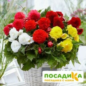 Бегония Фимбриата купить по цене от 235р. в интернет-магазине «Посадика» с доставкой почтой в в Корочае и по всей России – [изображение №1].