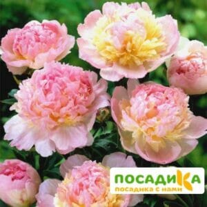 Пион Распберри Сандей (Paeonia Raspberry Sundae) купить по цене от 959р. в интернет-магазине «Посадика» с доставкой почтой в в Корочае и по всей России – [изображение №1].