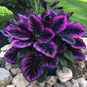 Хоста Люминоза купить по цене от 450р. в интернет-магазине «Посадика» с доставкой почтой в в Корочае и по всей России – [изображение №1].