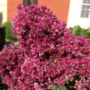 Флокс Филингс купить по цене от 329р. в интернет-магазине «Посадика» с доставкой почтой в в Корочае и по всей России – [изображение №1].