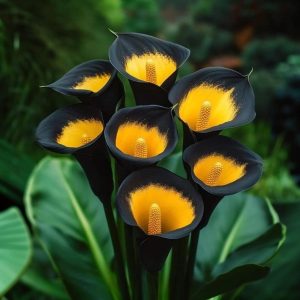 Калла Легато купить по цене от 620р. в интернет-магазине «Посадика» с доставкой почтой в в Корочае и по всей России – [изображение №1].