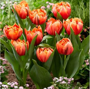 Тюльпан Гудошник Дабл купить по цене от 185р. в интернет-магазине «Посадика» с доставкой почтой в в Корочае и по всей России – [изображение №1].