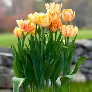 Тюльпан Верона Санрайз купить по цене от 280р. в интернет-магазине «Посадика» с доставкой почтой в в Корочае и по всей России – [изображение №1].