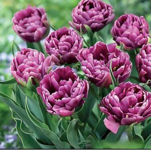 Тюльпан Айс Крим купить по цене от 430р. в интернет-магазине «Посадика» с доставкой почтой в в Корочае и по всей России – [изображение №1].