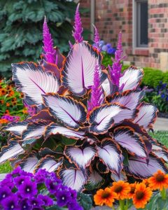 Хоста Кримэн Дрим купить по цене от 549р. в интернет-магазине «Посадика» с доставкой почтой в в Корочае и по всей России – [изображение №1].