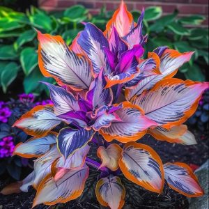 Хоста Эмеральд Тиара купить по цене от 602р. в интернет-магазине «Посадика» с доставкой почтой в в Корочае и по всей России – [изображение №1].