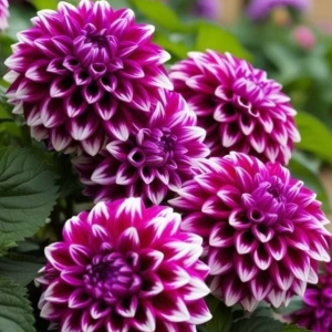 Георгин Кристал Корт купить по цене от 602р. в интернет-магазине «Посадика» с доставкой почтой в в Корочае и по всей России – [изображение №1].