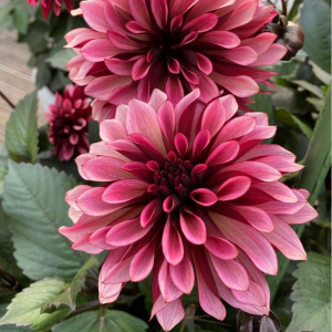 Георгин Перли Сансет купить по цене от 309р. в интернет-магазине «Посадика» с доставкой почтой в в Корочае и по всей России – [изображение №1].