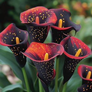 Калла Нуар купить по цене от 299р. в интернет-магазине «Посадика» с доставкой почтой в в Корочае и по всей России – [изображение №1].