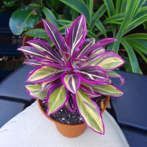 Хоста Сильвер Стик купить по цене от 650р. в интернет-магазине «Посадика» с доставкой почтой в в Корочае и по всей России – [изображение №1].