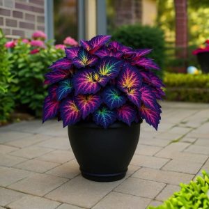 Хоста Фрости Блю купить по цене от 389р. в интернет-магазине «Посадика» с доставкой почтой в в Корочае и по всей России – [изображение №1].