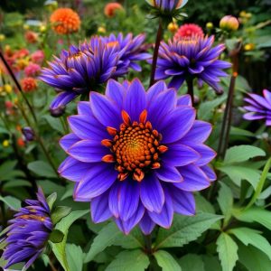 Георгин Лазурит купить по цене от 799р. в интернет-магазине «Посадика» с доставкой почтой в в Корочае и по всей России – [изображение №1].