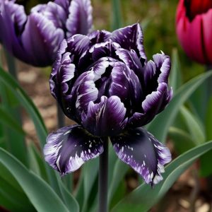 Тюльпан Индиго купить по цене от 600р. в интернет-магазине «Посадика» с доставкой почтой в в Корочае и по всей России – [изображение №1].
