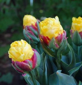 Тюльпан Айс Крим Банана купить по цене от 360р. в интернет-магазине «Посадика» с доставкой почтой в в Корочае и по всей России – [изображение №1].