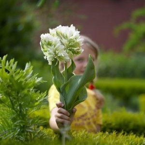 Тюльпан Супер Пэррот купить по цене от 360р. в интернет-магазине «Посадика» с доставкой почтой в в Корочае и по всей России – [изображение №1].