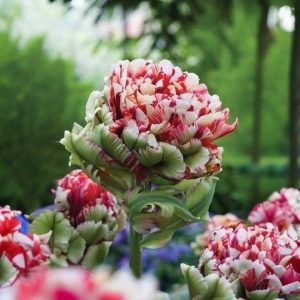 Тюльпан Дабл Флеминг Берд купить по цене от 249р. в интернет-магазине «Посадика» с доставкой почтой в в Корочае и по всей России – [изображение №1].