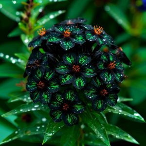 Флокс Ривьера купить по цене от 299р. в интернет-магазине «Посадика» с доставкой почтой в в Корочае и по всей России – [изображение №1].