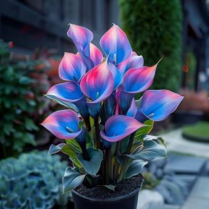 Калла Импрессия купить по цене от 590р. в интернет-магазине «Посадика» с доставкой почтой в в Корочае и по всей России – [изображение №1].