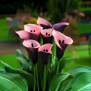 Калла Энигма купить по цене от 291р. в интернет-магазине «Посадика» с доставкой почтой в в Корочае и по всей России – [изображение №1].