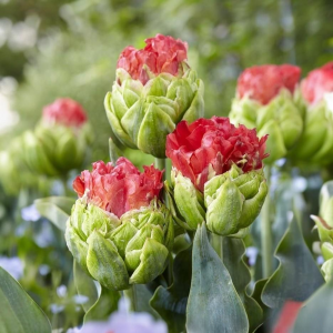 Тюльпан Бычий Глаз купить по цене от 275р. в интернет-магазине «Посадика» с доставкой почтой в в Корочае и по всей России – [изображение №1].