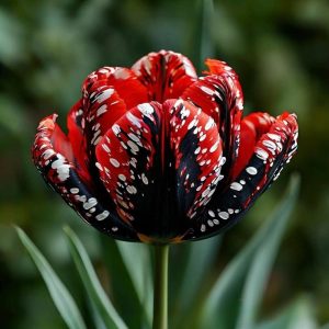 Тюльпан Вельвет Файер купить по цене от 394р. в интернет-магазине «Посадика» с доставкой почтой в в Корочае и по всей России – [изображение №1].