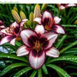 Лилейник Крим Сикл купить по цене от 799р. в интернет-магазине «Посадика» с доставкой почтой в в Корочае и по всей России – [изображение №1].