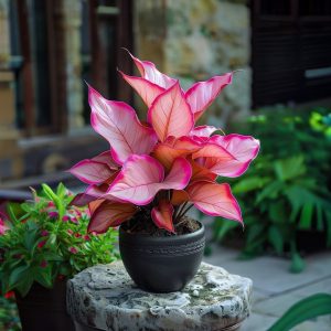 Хоста Розовая Симфония купить по цене от 800р. в интернет-магазине «Посадика» с доставкой почтой в в Корочае и по всей России – [изображение №1].