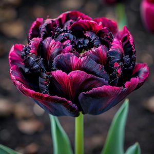 Тюльпан Фламинго купить по цене от 500р. в интернет-магазине «Посадика» с доставкой почтой в в Корочае и по всей России – [изображение №1].