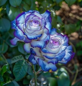 Роза Пэтолз Хоуп купить по цене от 333р. в интернет-магазине «Посадика» с доставкой почтой в в Корочае и по всей России – [изображение №1].