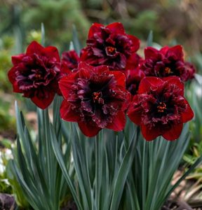 Нарцисс Сапфировый Бриз купить по цене от 3000р. в интернет-магазине «Посадика» с доставкой почтой в в Корочае и по всей России – [изображение №1].