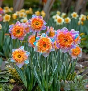 Нарцисс Айвери Дон купить по цене от 3000р. в интернет-магазине «Посадика» с доставкой почтой в в Корочае и по всей России – [изображение №1].