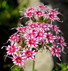 Флокс Метельчатый Путь купить по цене от 456р. в интернет-магазине «Посадика» с доставкой почтой в в Корочае и по всей России – [изображение №1].