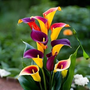 Калла Кристалл купить по цене от 450р. в интернет-магазине «Посадика» с доставкой почтой в в Корочае и по всей России – [изображение №1].