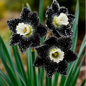 Нарцисс Кассата купить по цене от 372р. в интернет-магазине «Посадика» с доставкой почтой в в Корочае и по всей России – [изображение №1].