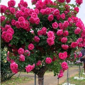 Роза Версаля купить по цене от 232р. в интернет-магазине «Посадика» с доставкой почтой в в Корочае и по всей России – [изображение №1].