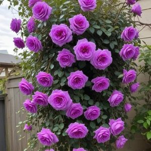 Роза Мистик Уайт купить по цене от 620р. в интернет-магазине «Посадика» с доставкой почтой в в Корочае и по всей России – [изображение №1].