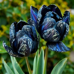 Тюльпан Блю Фог купить по цене от 500р. в интернет-магазине «Посадика» с доставкой почтой в в Корочае и по всей России – [изображение №1].