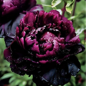 Пион Темный Сад купить по цене от 421р. в интернет-магазине «Посадика» с доставкой почтой в в Корочае и по всей России – [изображение №1].