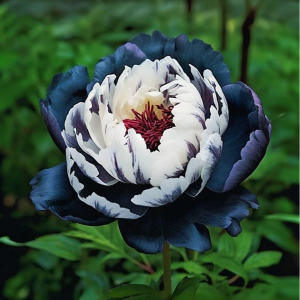 Пион Древовидный Инь-Янь купить по цене от 419р. в интернет-магазине «Посадика» с доставкой почтой в в Корочае и по всей России – [изображение №1].