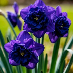 Нарцисс Арт Нуво купить по цене от 378р. в интернет-магазине «Посадика» с доставкой почтой в в Корочае и по всей России – [изображение №1].