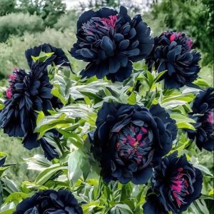 Пион древовидный Сердце Афродиты купить по цене от 600р. в интернет-магазине «Посадика» с доставкой почтой в в Корочае и по всей России – [изображение №1].