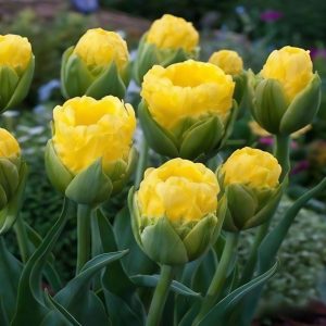 Тюльпан махровый Ванила Коп купить по цене от 159р. в интернет-магазине «Посадика» с доставкой почтой в в Корочае и по всей России – [изображение №1].